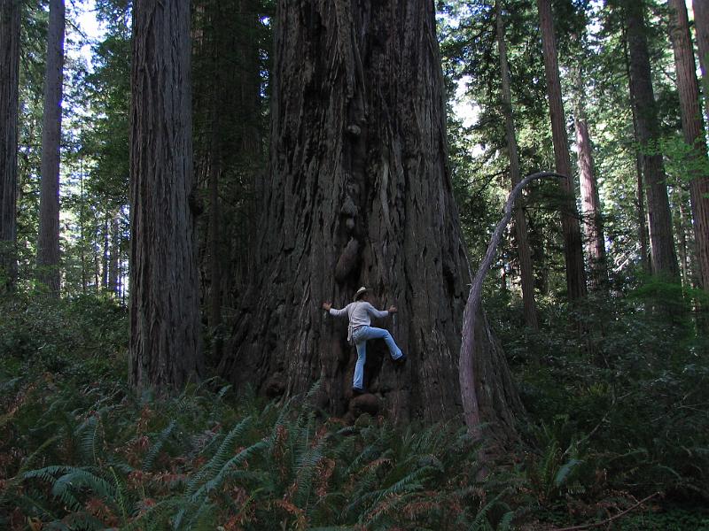 Redwood (06).JPG